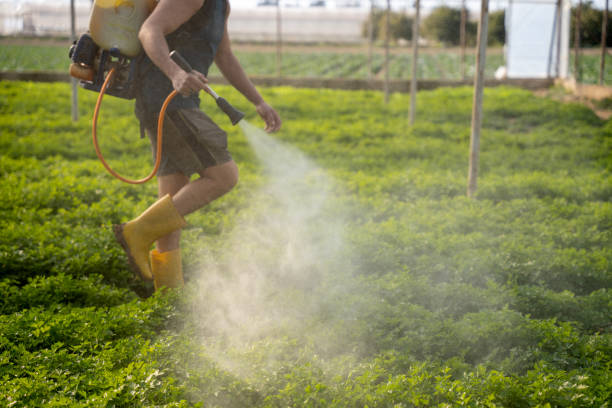 Best Affordable Pest Control Services  in Eupora, MS