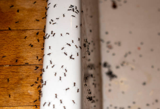 Wasp Removal Services in Eupora, MS