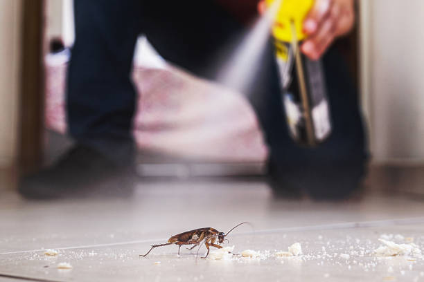 Best Cockroach Control Services  in Eupora, MS